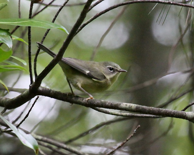 Black-throated Blue Warbler